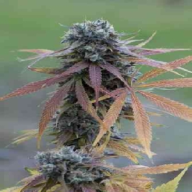 Blue Kush Autoflowering > Dinafem Seeds